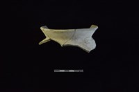 藏品(陶罐)的圖片